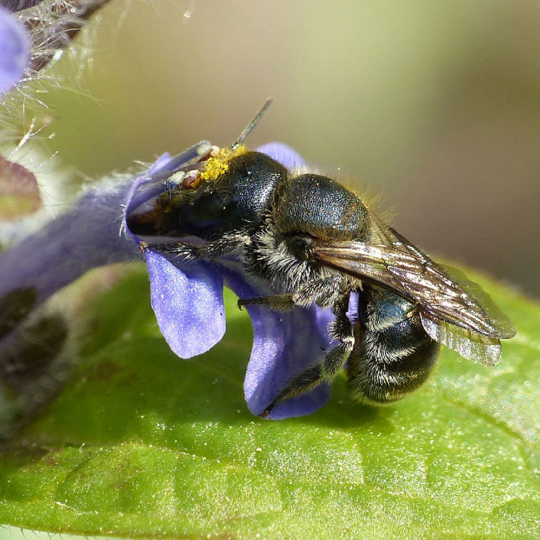 Blue mason bee